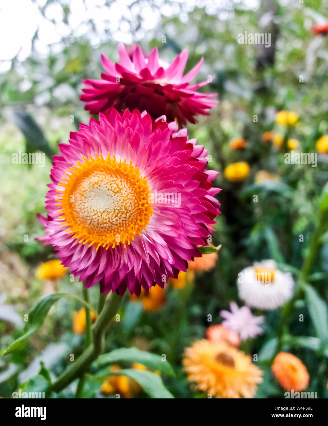 Asteraceae, Sunflower Stock Photo