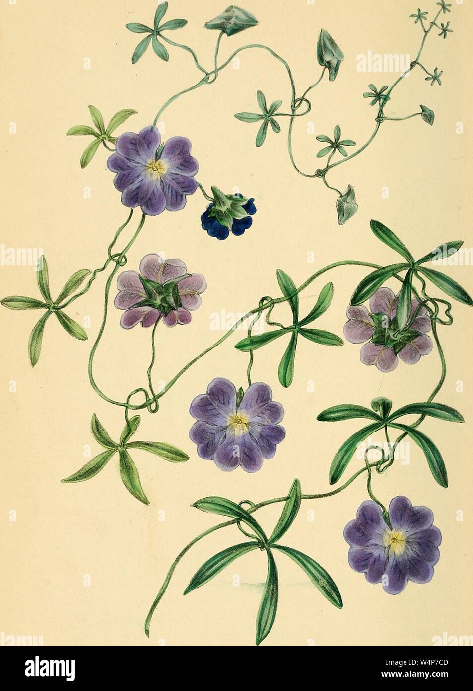 Engraved drawing of the Blue-flowered Indian Cress (Tropaeolum azureum), from the book 'Paxton's Magazine of Botany' by Sir Joseph Paxton, 1842. Courtesy Internet Archive. () Stock Photo