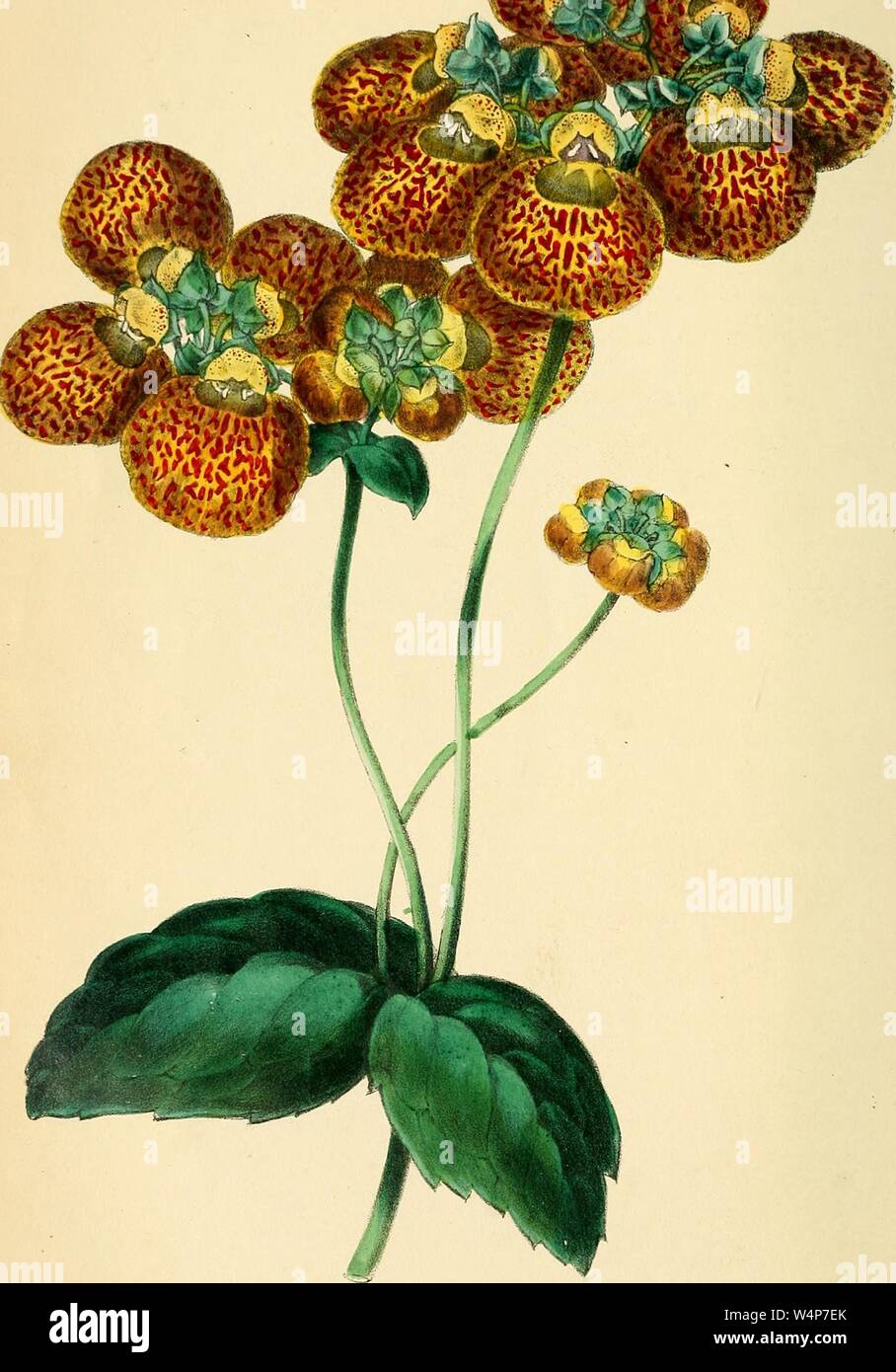 Engraved drawing of the Mr. Standish's Slipper-wort (Calceolaria standishii), from the book 'Paxton's Magazine of Botany' by Sir Joseph Paxton, 1842. Courtesy Internet Archive. () Stock Photo