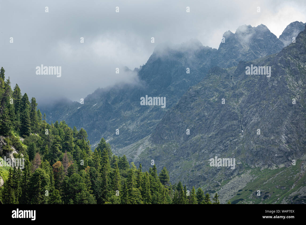 Pine forest with High Tatra mountains in background Stock Photo - Alamy