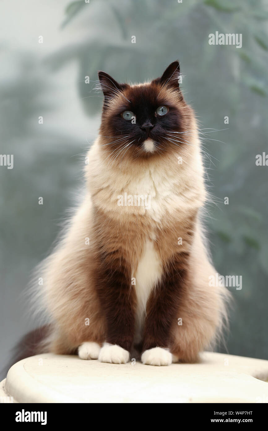 Blaue Augen Stock Photos Blaue Augen Stock Images Alamy