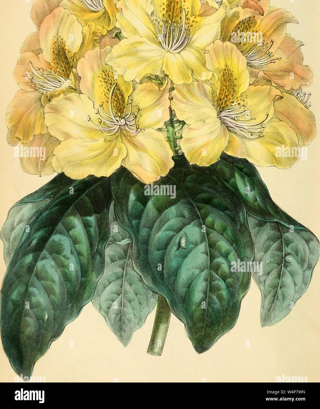 Engraved drawing of the Mr. Smith's Yellow Rose-bay (Rhododendron smithii aureum), from the book 'Paxton's Magazine of Botany' by Sir Joseph Paxton, 1842. Courtesy Internet Archive. () Stock Photo