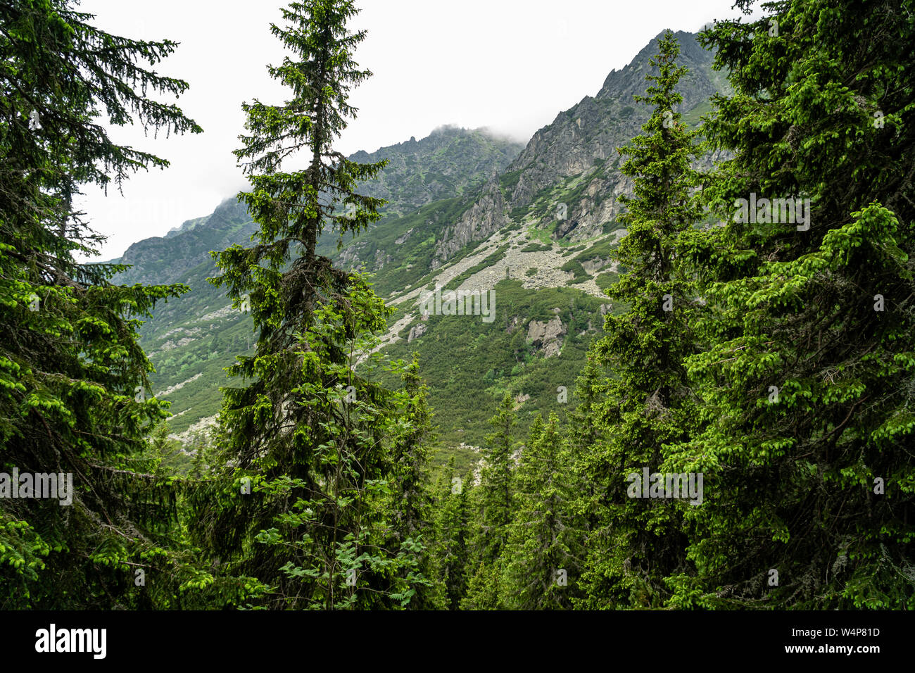 Pine forest with High Tatra mountains in background Stock Photo - Alamy