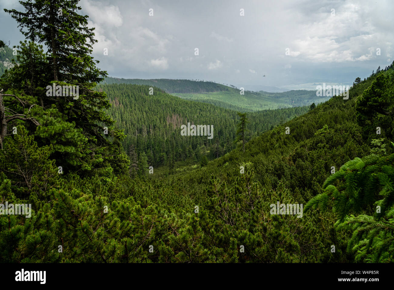 Pine forest with High Tatra mountains in background Stock Photo - Alamy