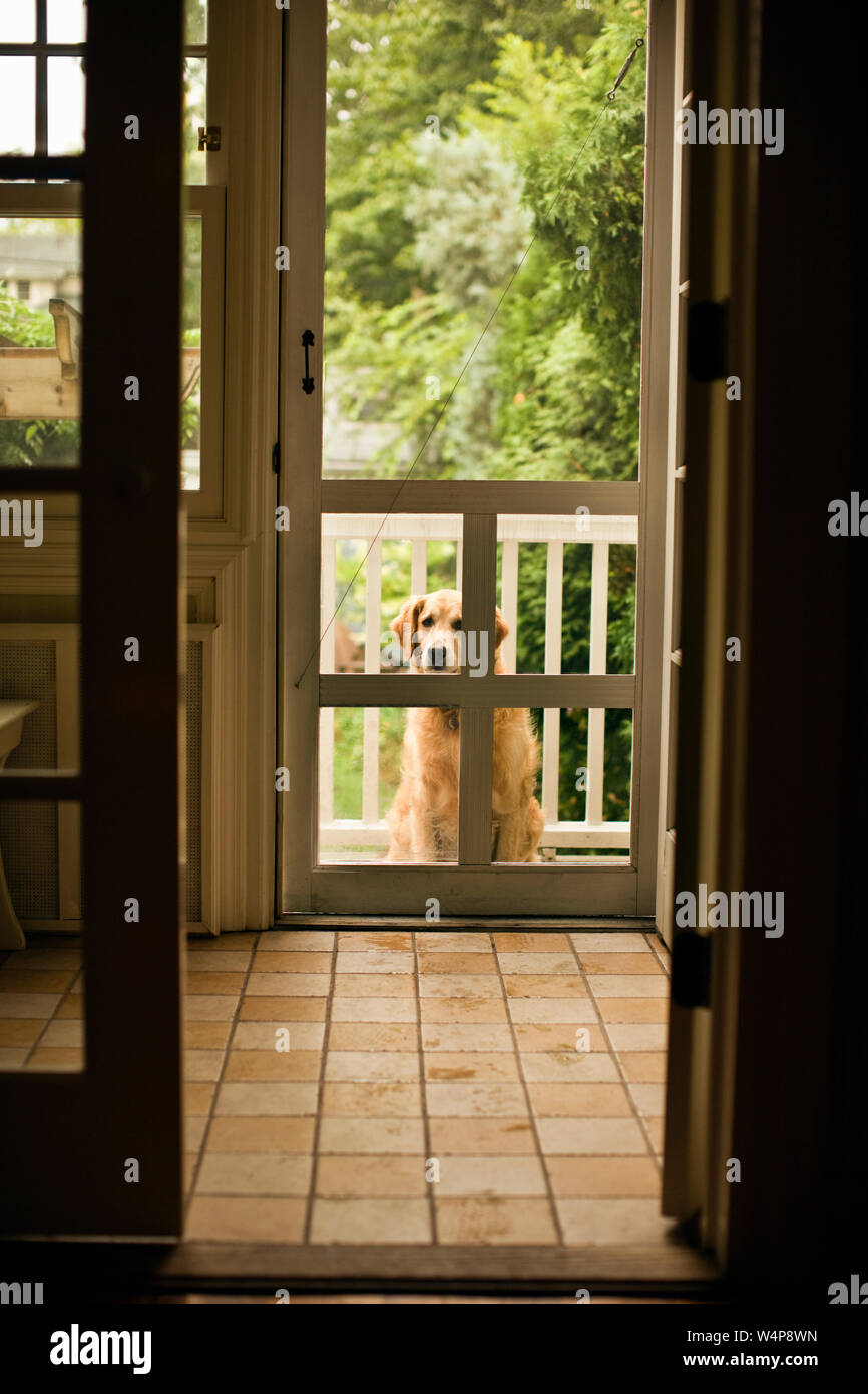 Dog waiting at the door to come inside. Stock Photo