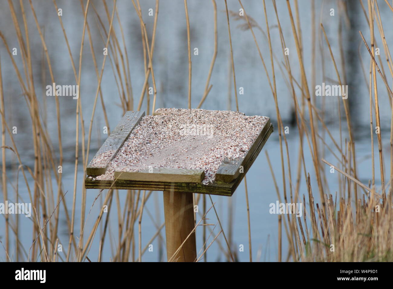 Bird grit tray in a reedbed at the waters edge, used for Bearded reedling their seasonal food change that require grit to digest winter seeds. Stock Photo