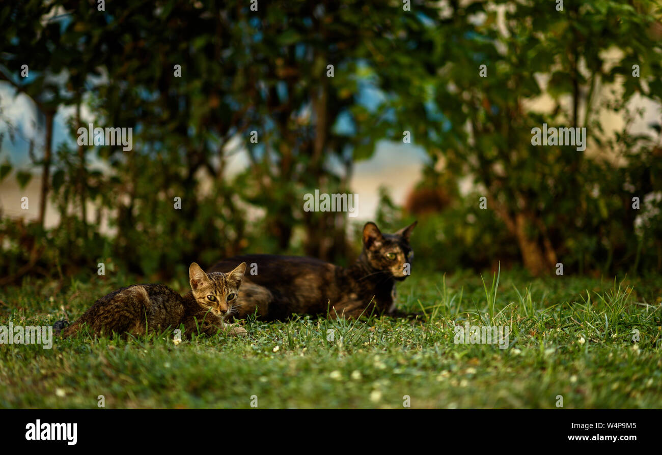 cats in garden Stock Photo