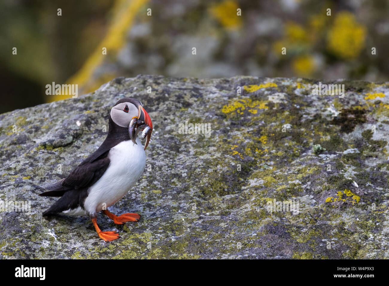 Adult Atlantic puffin with sand eels in its beak Stock Photo