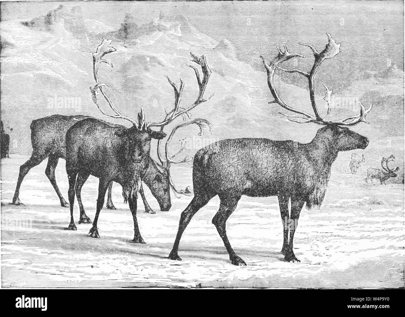Engraved drawing of the herd of wild Raindeers, from the book 'Ridpath's Universal history' by John Clark Ridpath, 1897. Courtesy Internet Archive. () Stock Photo