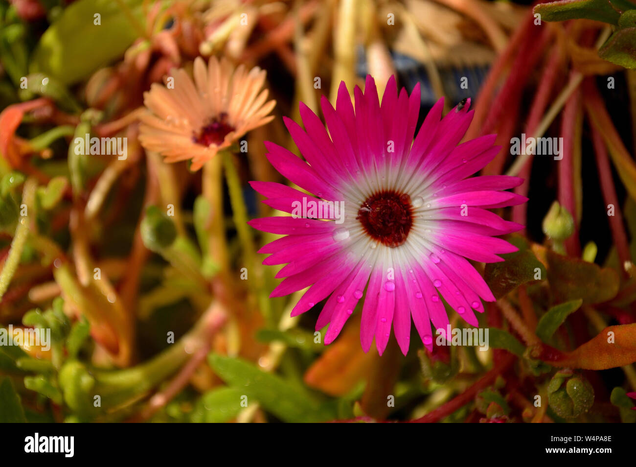 Close up of ice plant Stock Photo