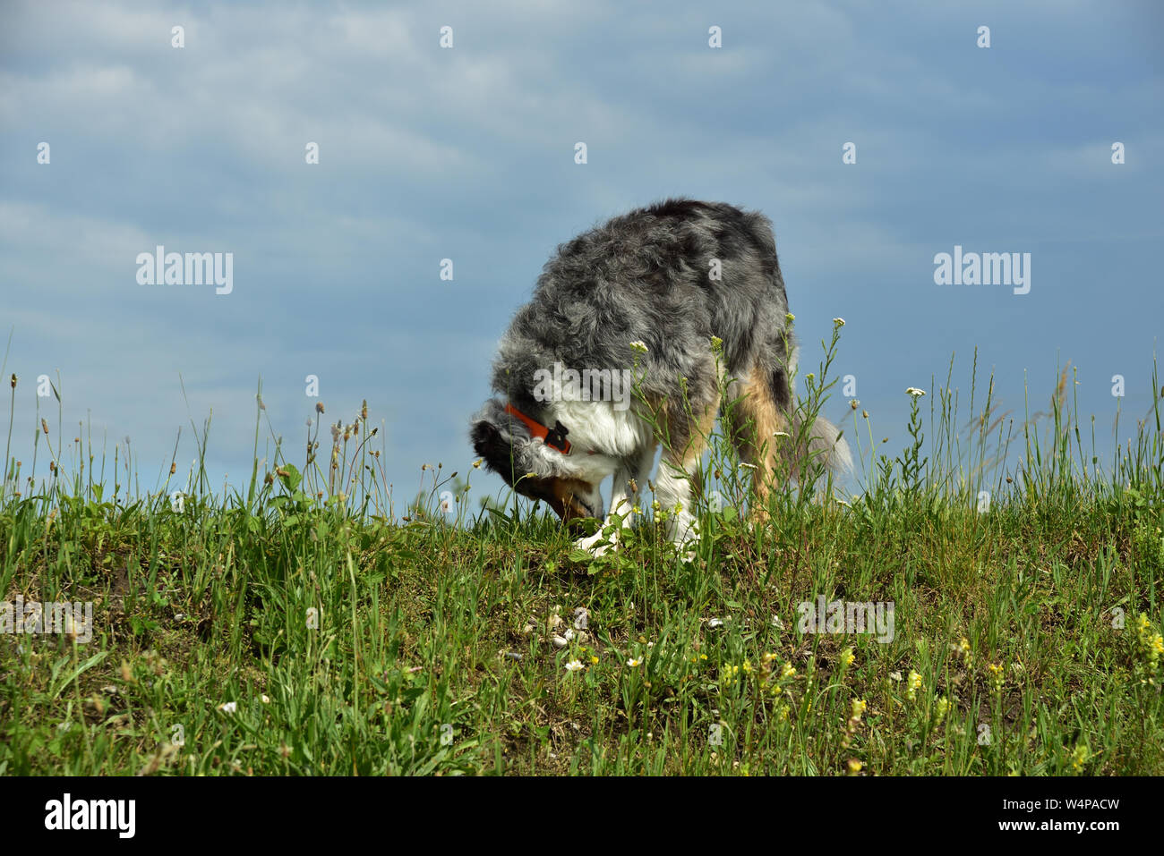 A hairy dog sniffs at a meadow in front of blue sky with clouds Stock Photo