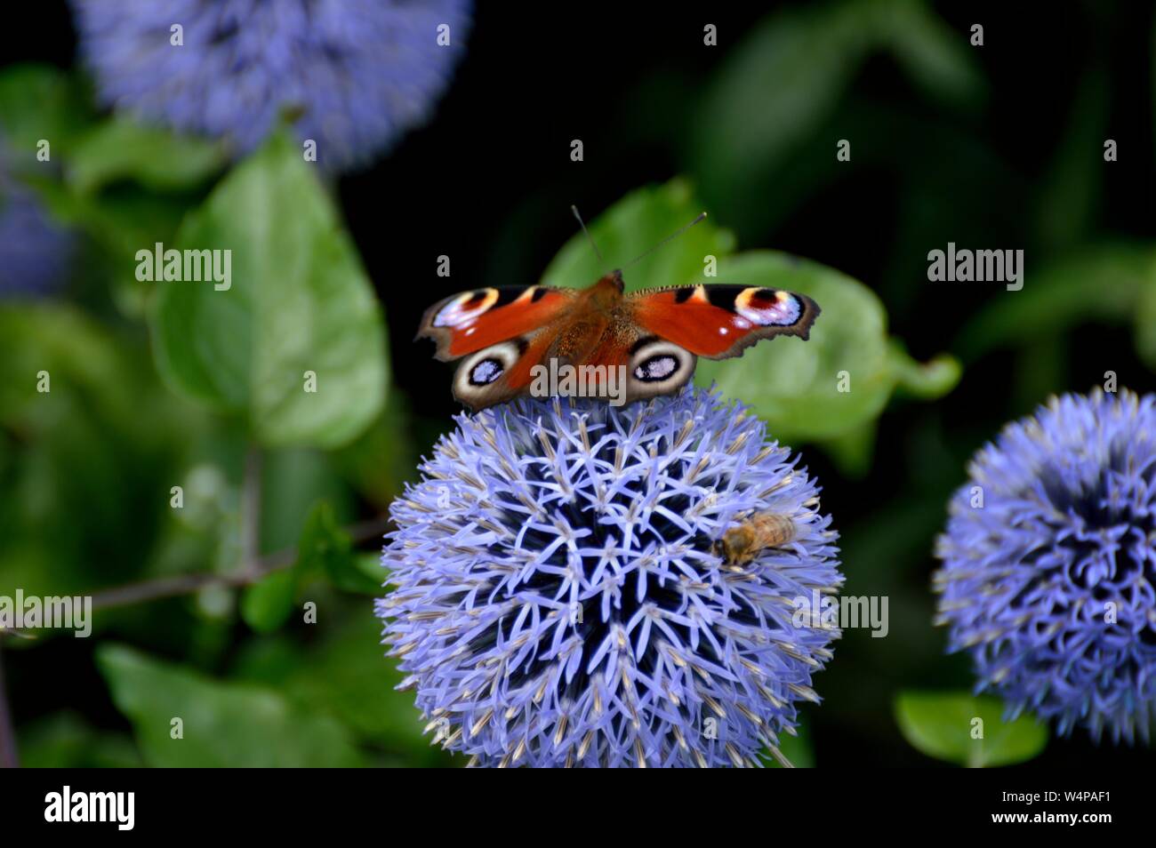 close up of Allium flowers with bees and butterfly's Stock Photo