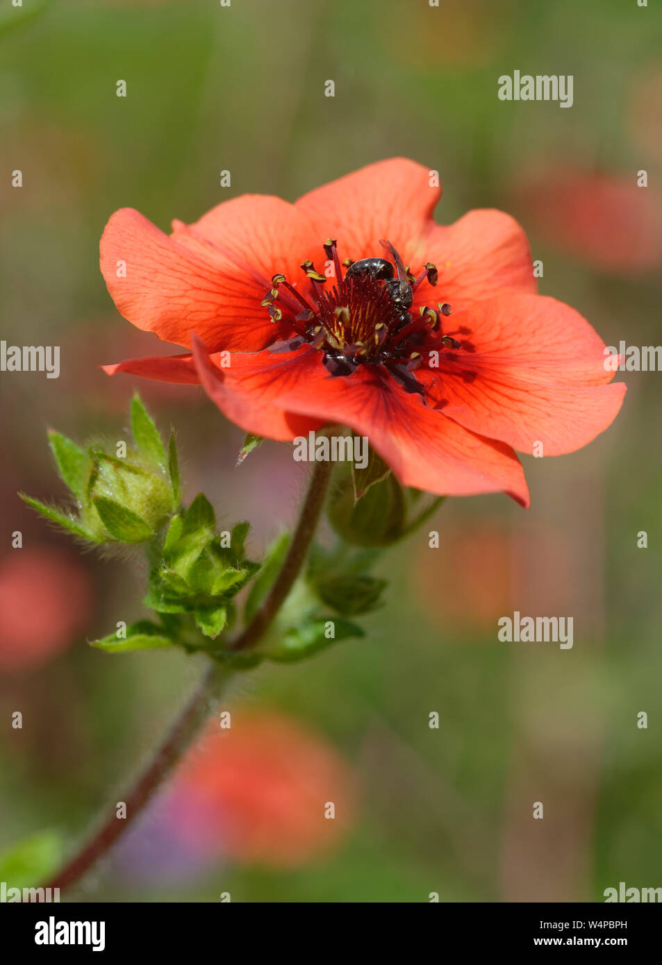 Nepal Cinquefoil - Potentilla Nepalensis Red Potentilla Flower & Buds ...