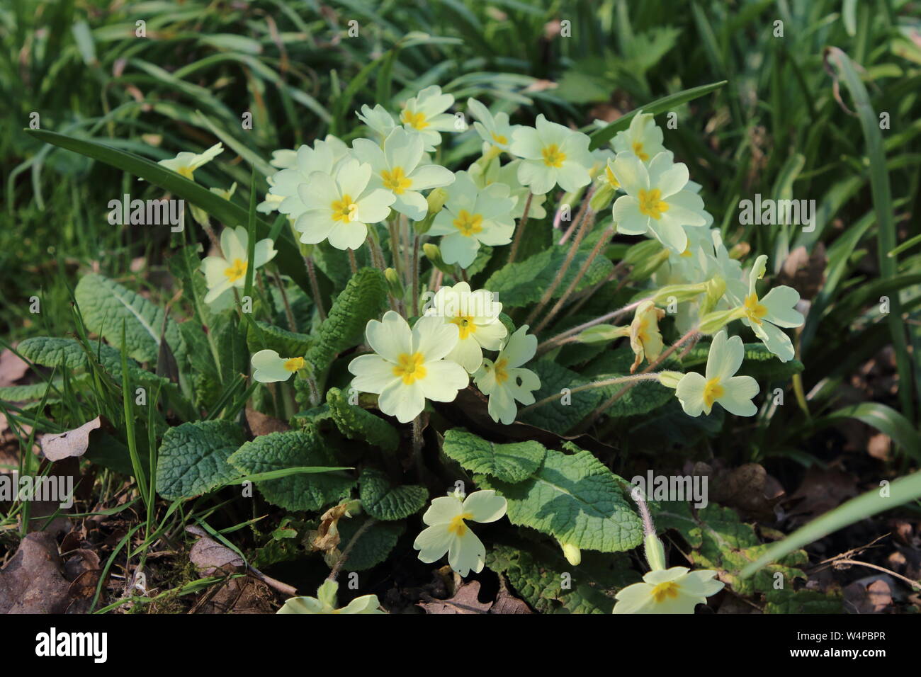 Primula Vulgaris The Common Primrose Is An Early Flowering Plant Of The Year Found In Hedgerows And Woodlands This Yellow Flower Is A Sign Of Spring Stock Photo Alamy