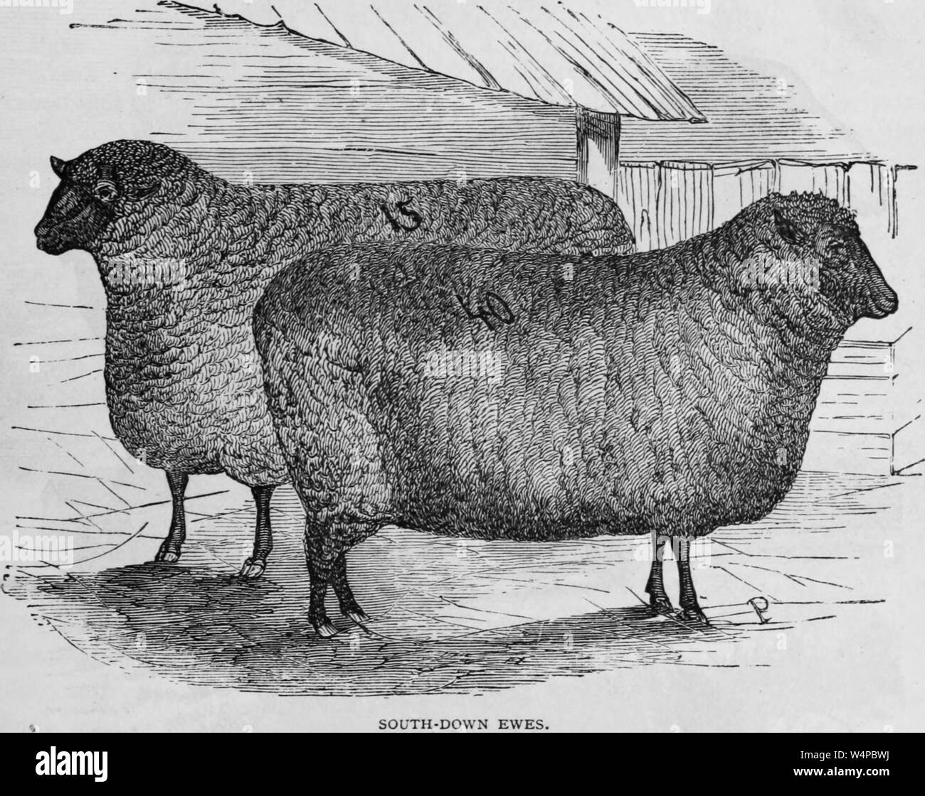 Engraved drawing of the pair of Southdown sheep, an English native sheep breed, from the book 'Industrial history of the United States' by Albert Sidney Bolles, 1878. Courtesy Internet Archive. () Stock Photo