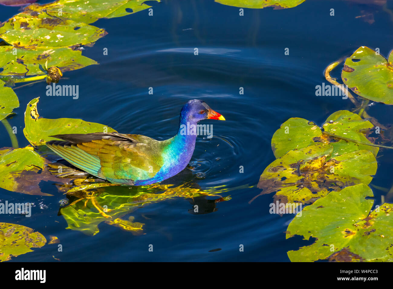 swamphen-nest-hi-res-stock-photography-and-images-alamy