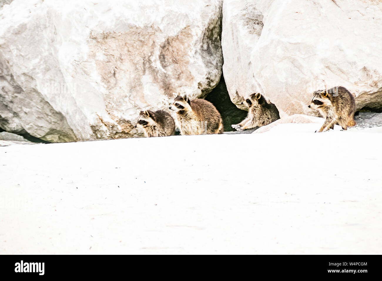 Jetty dwelling raccoons at the beach Stock Photo - Alamy