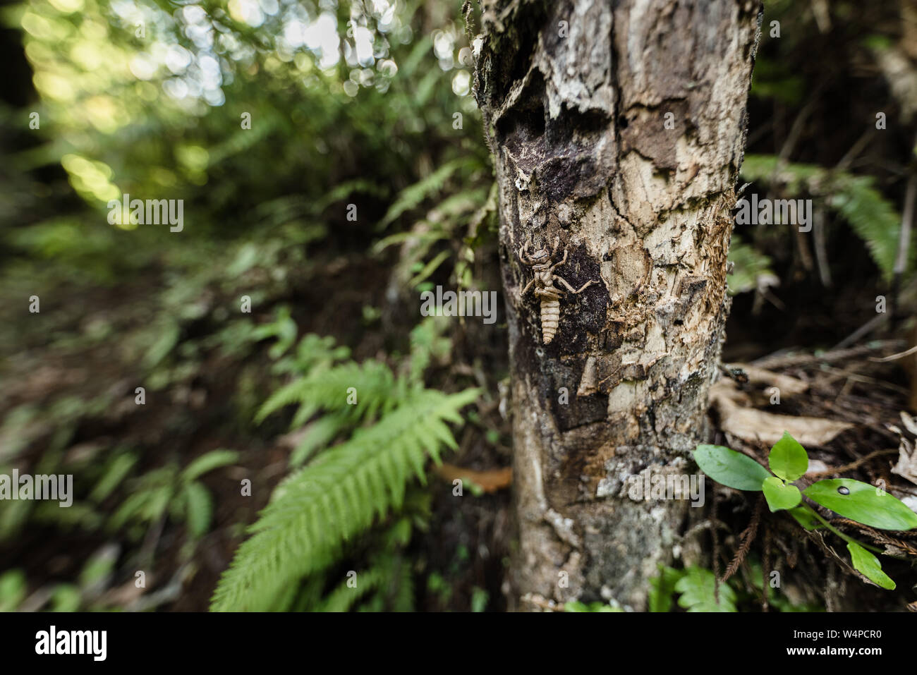 Weta insect on a tree trunk in a lush forest in New Zealand Stock Photo