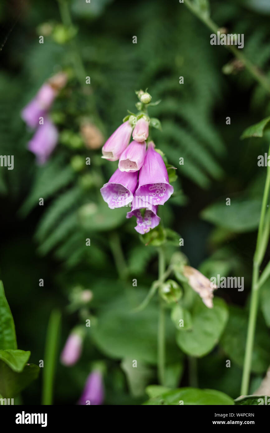 Foxglove in new zealand hi-res stock photography and images - Alamy