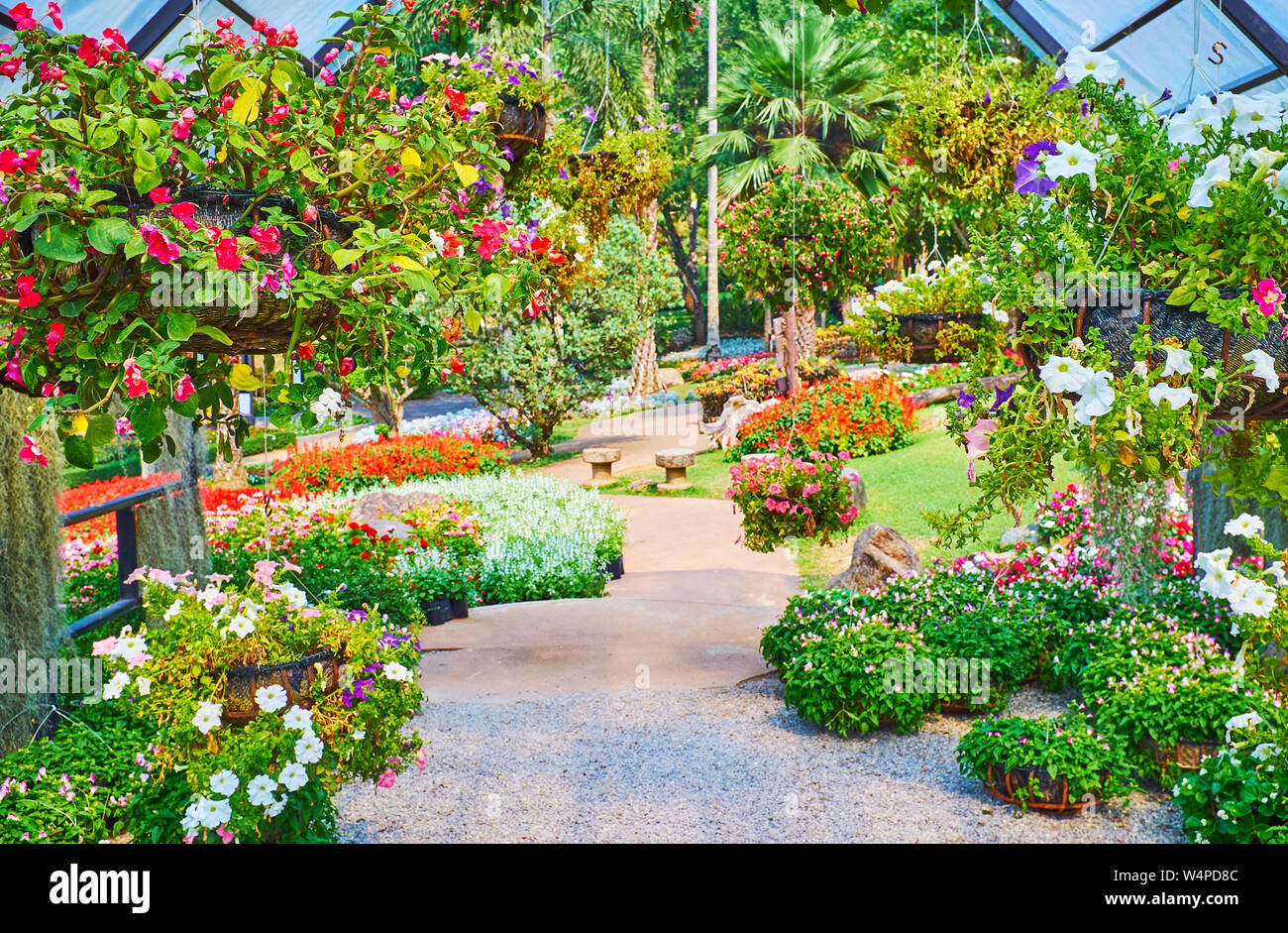Ampelous flowers are widely spread in Mae Fah Luang garden, local gardeners grow petunia, viol, begonia, lobelia, fuchsia and others, Doi Tung, Thaila Stock Photo