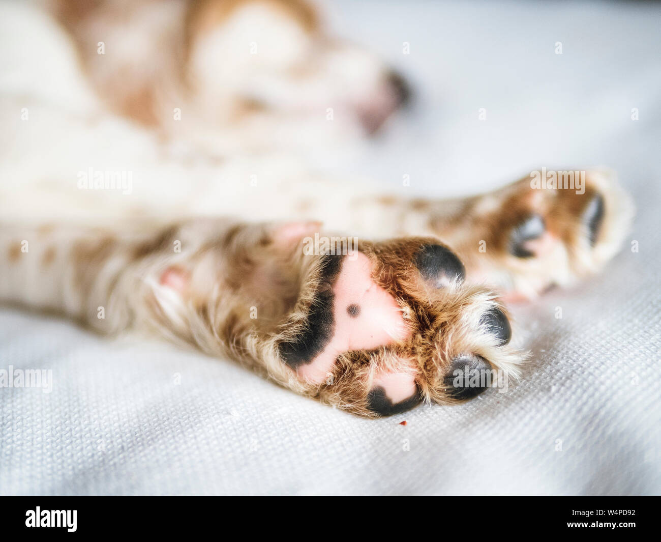 Orange and white english cocker spaniel hi-res stock photography and ...