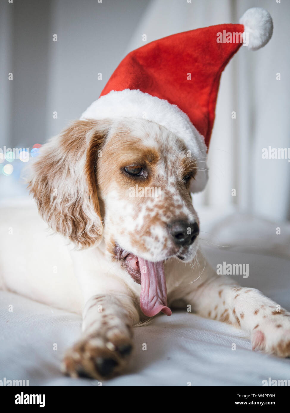 Portrait of english setter puppy with santa claus hat Stock Photo
