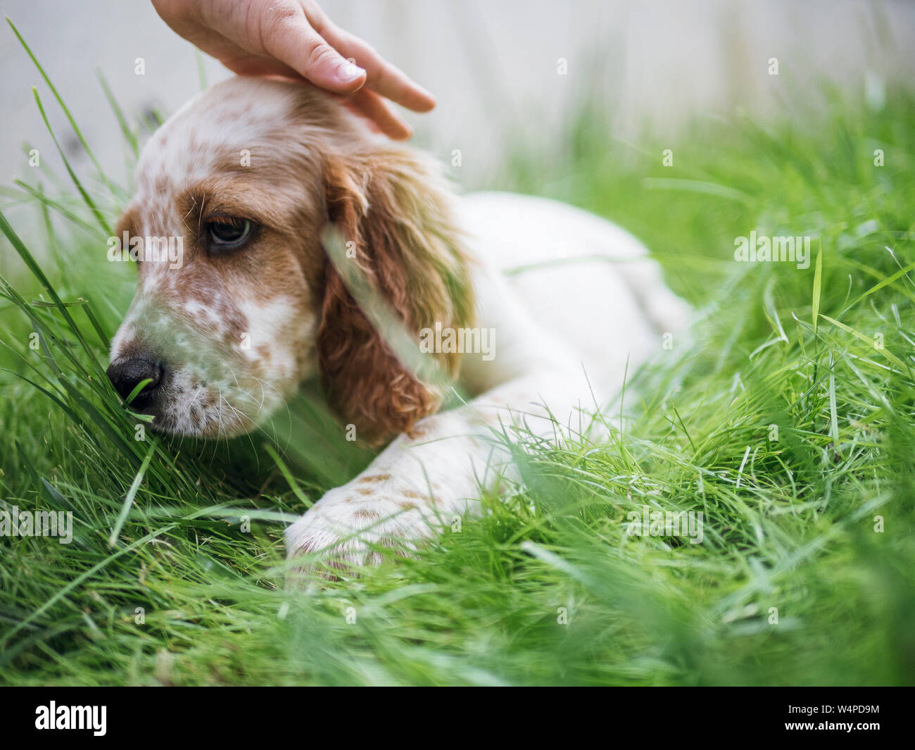 English setter puppy on meadow and small hand caressing him Stock Photo