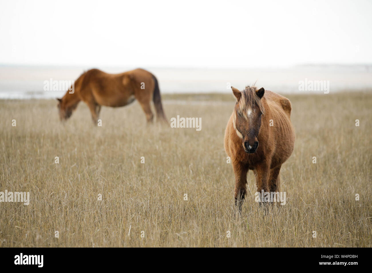 Wild horses on the Rachel Carson Coastal Estuarine Reserve in Beaufort