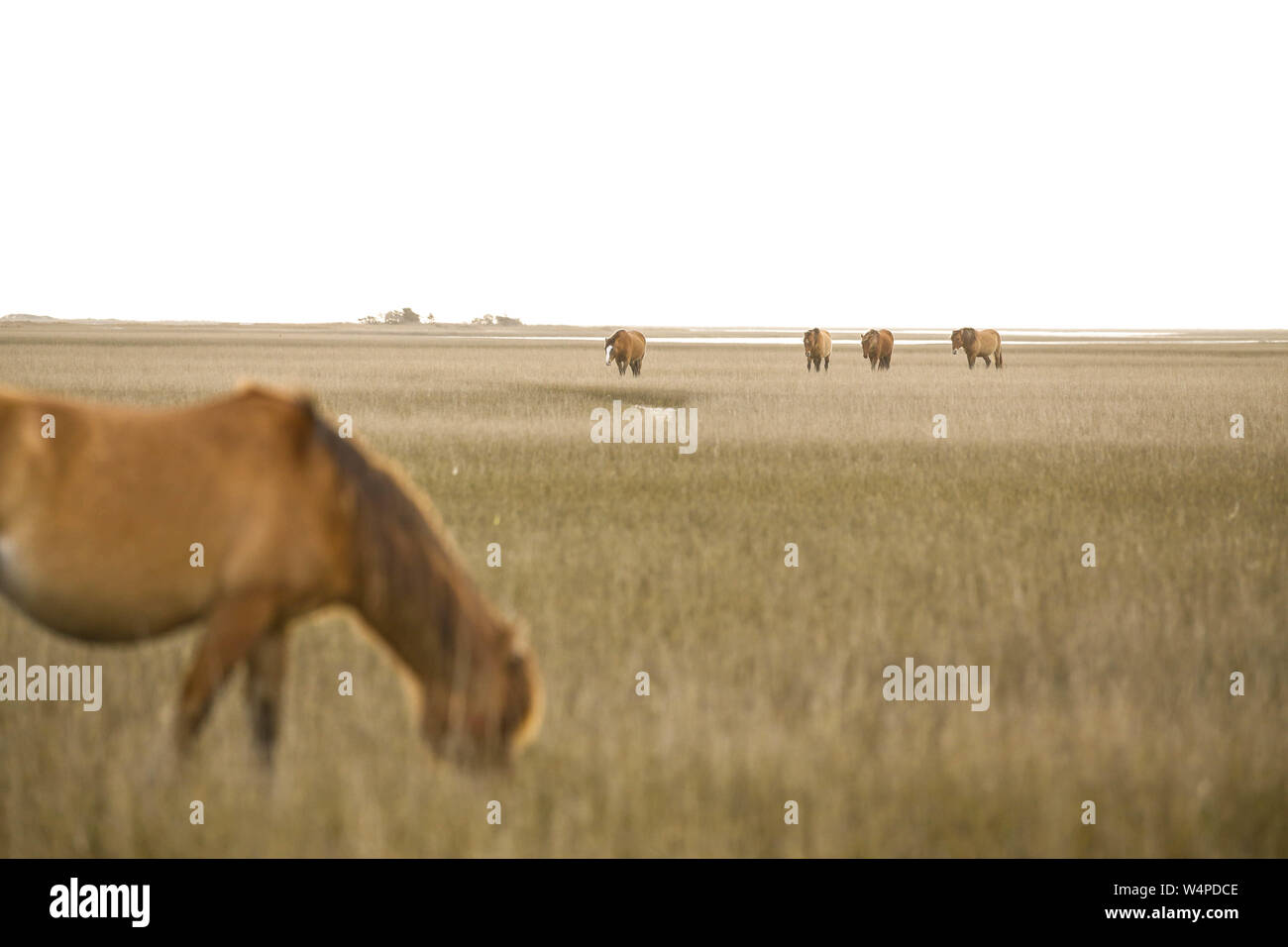 Wild horses on the Rachel Carson Coastal Estuarine Reserve in Beaufort, North Carolina. Stock Photo
