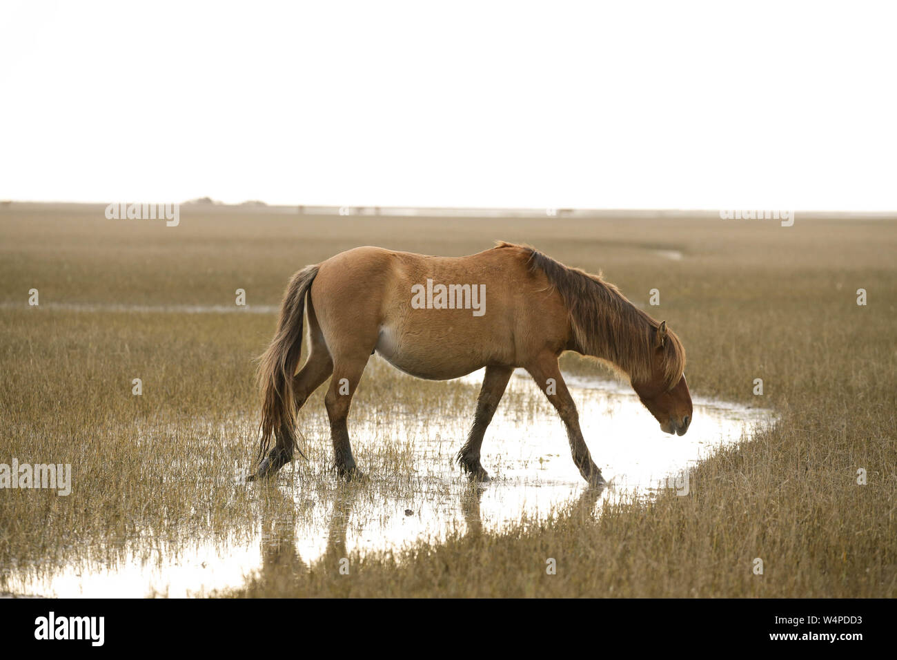 Wild horses on the Rachel Carson Coastal Estuarine Reserve in Beaufort, North Carolina. Stock Photo