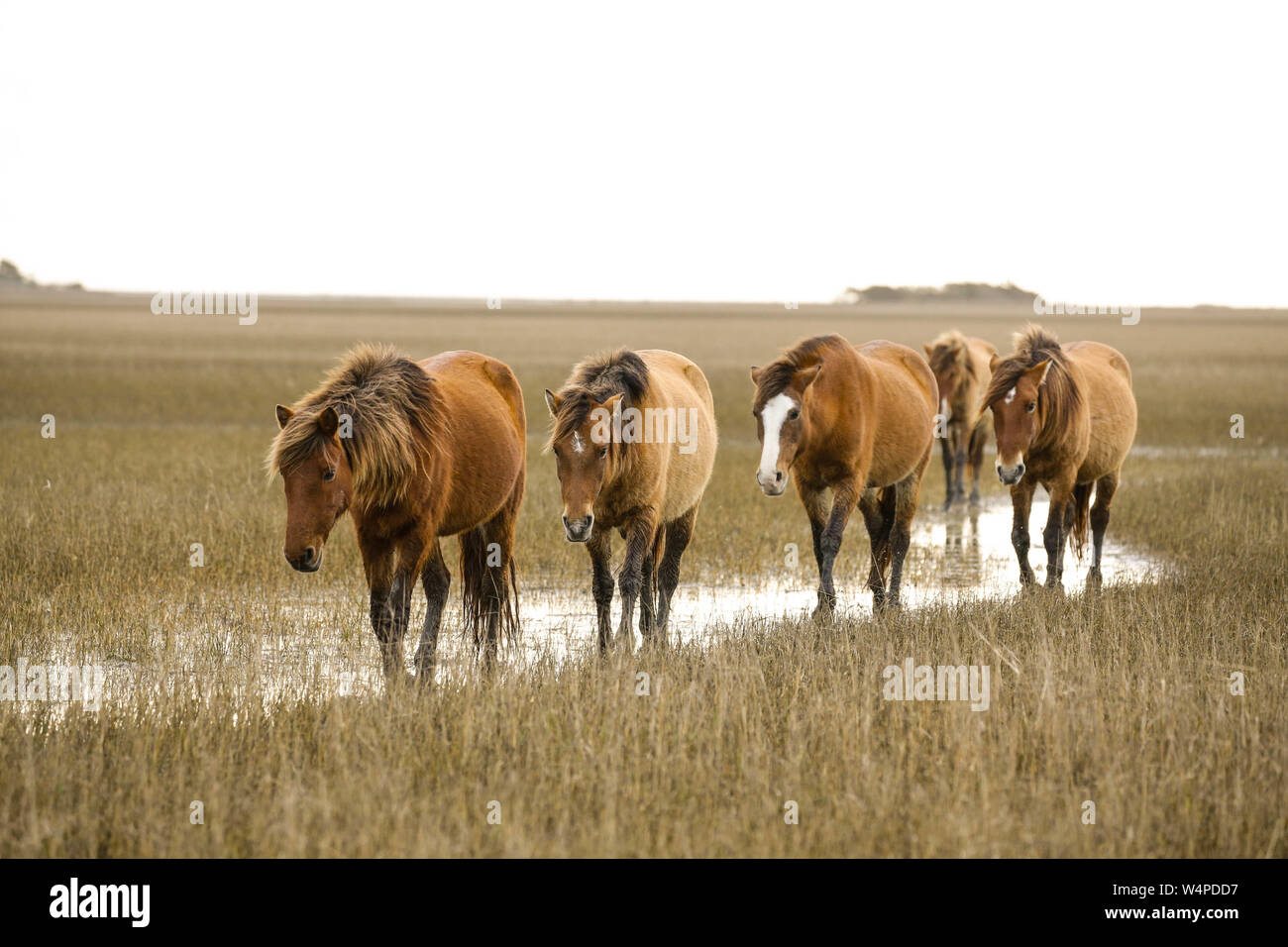 Wild horses on the Rachel Carson Coastal Estuarine Reserve in Beaufort 