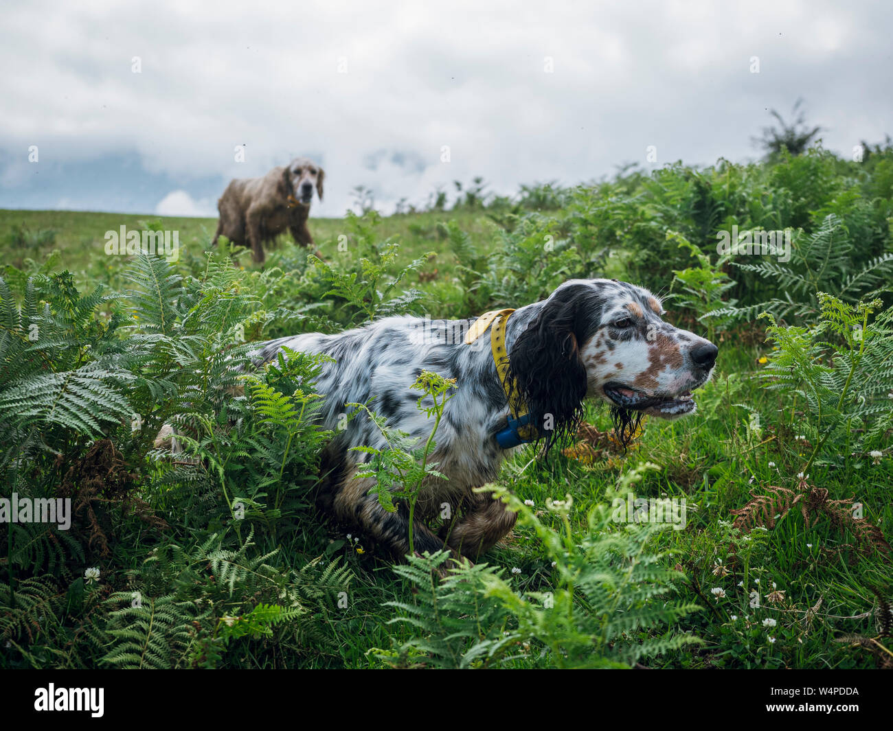 Russian dog show hi-res stock photography and images - Alamy