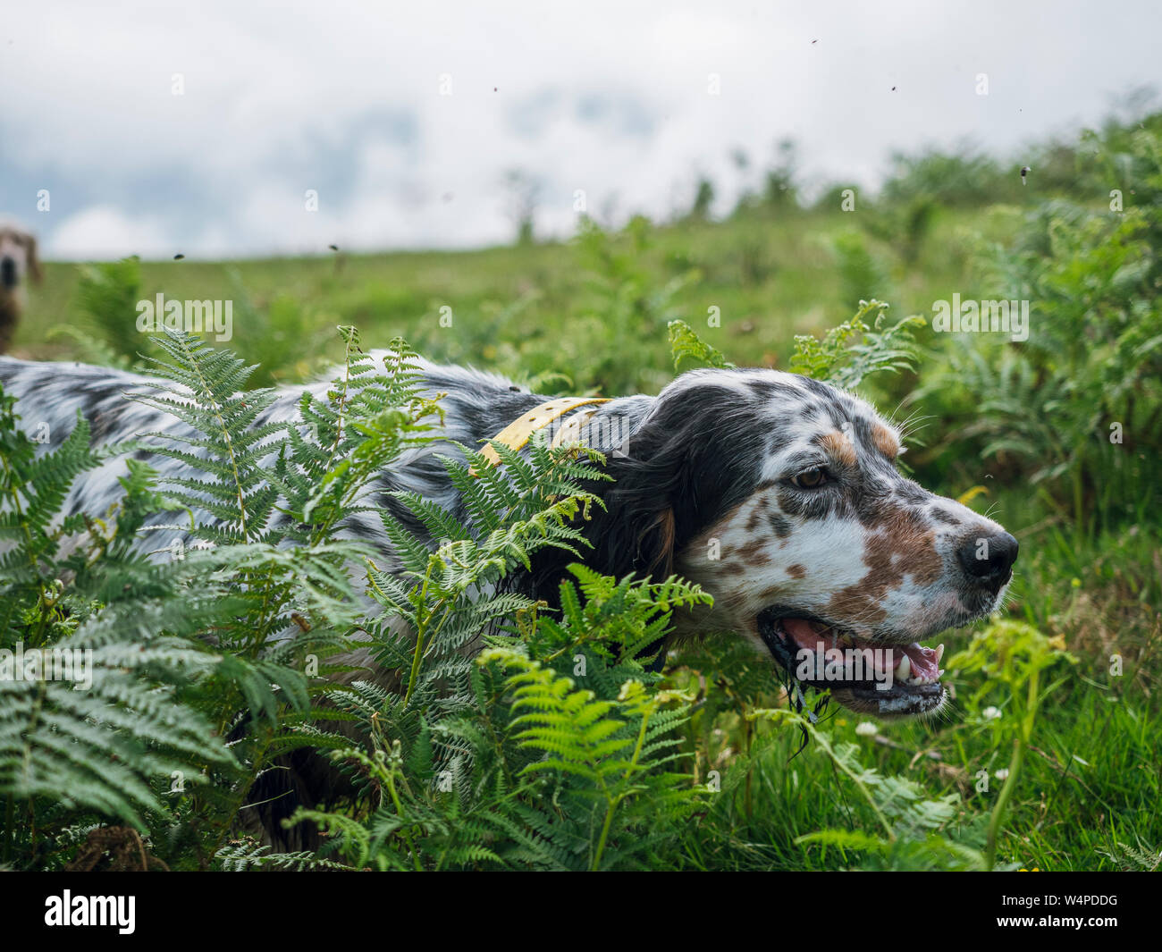 English setter hunting Stock Photo
