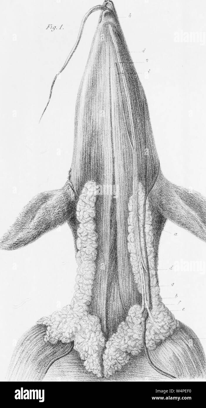 Engraved drawing of the salivary glands of Tamandua, from the book 'Annales des sciences naturelles' by M. Milne Edwards, 1834. Courtesy Internet Archive. () Stock Photo