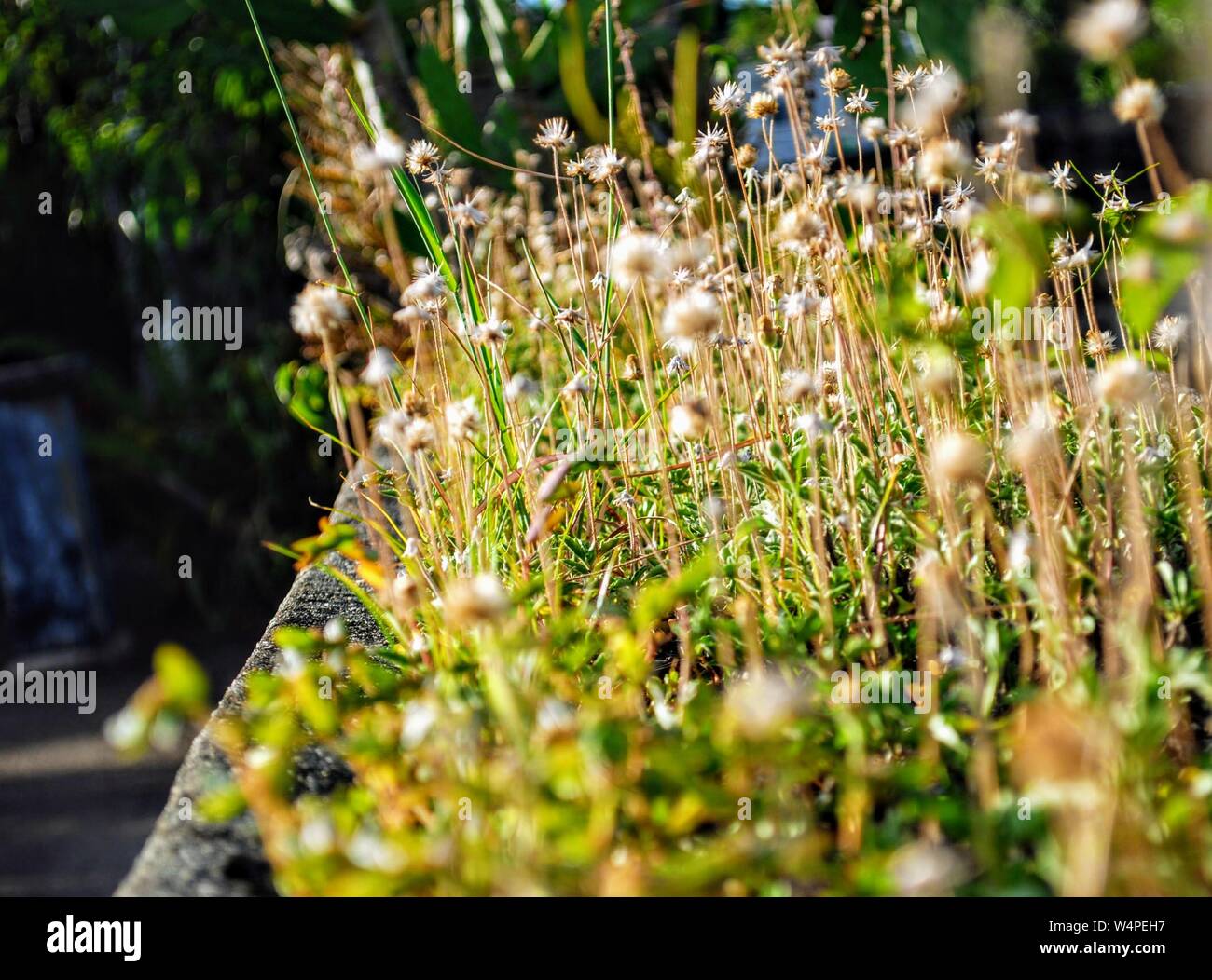 Wild grass and plants growing on cement fence Stock Photo Alamy