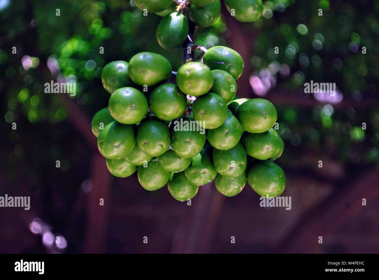 A cluster of Spanish limes hanging from tree Stock Photo Alamy