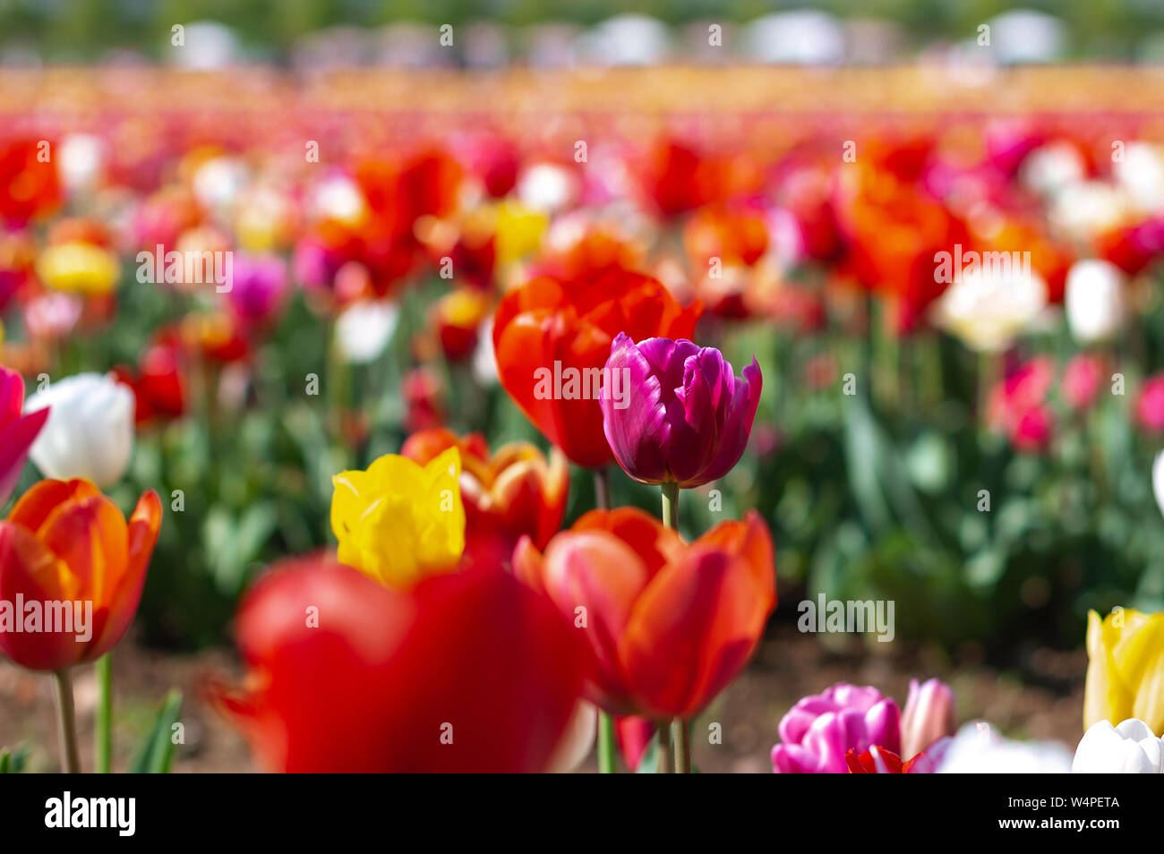 Blooming tulip field, flower with green leaf in sunlight with blurrred colorful tulips as background. Postcard beauty decoration and agriculture conce Stock Photo