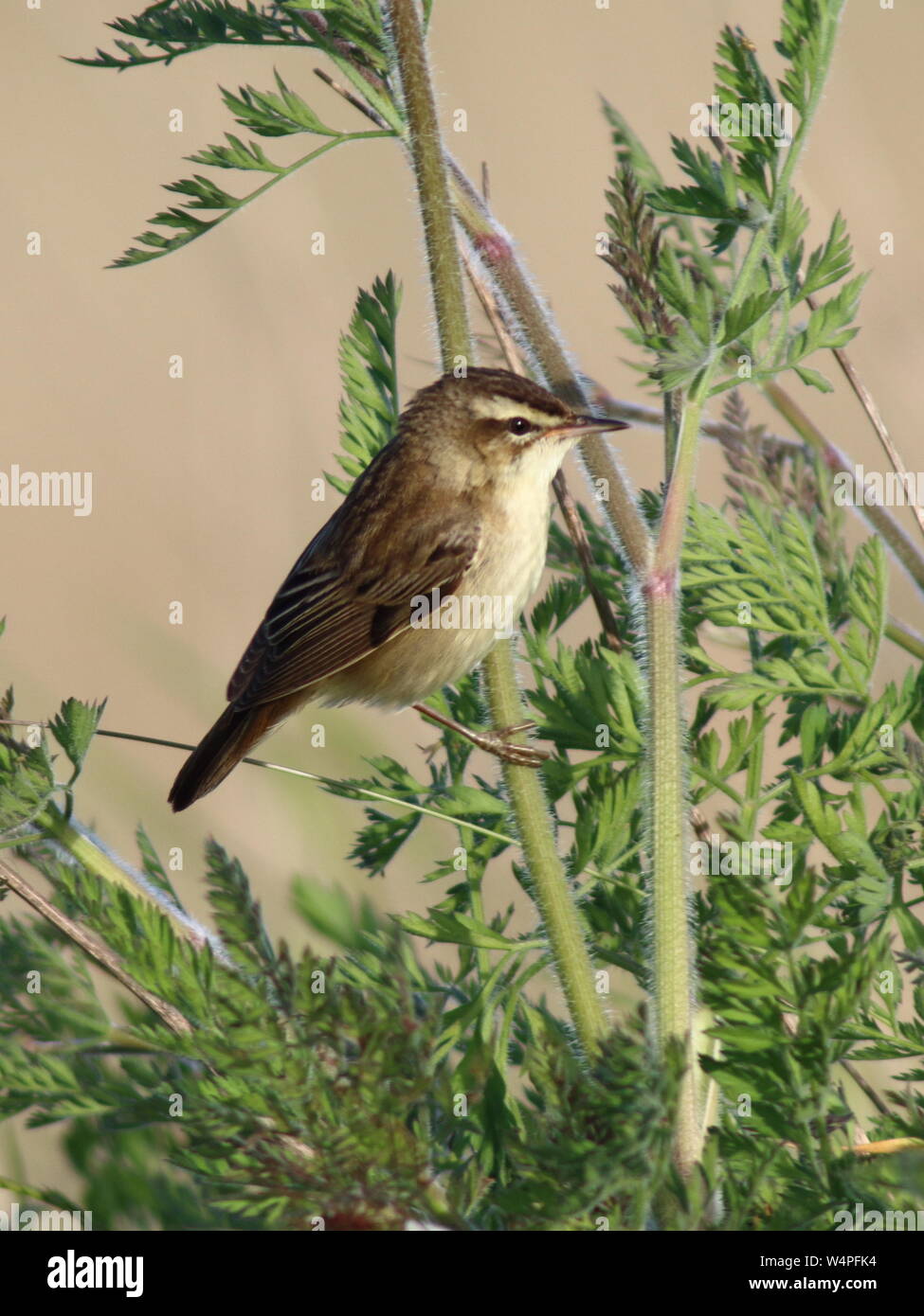 Sedge Warbler, Acrocephalus schoenobaenus, perched on plant stem in full view, a summer visitor that comes here to breed. Stock Photo