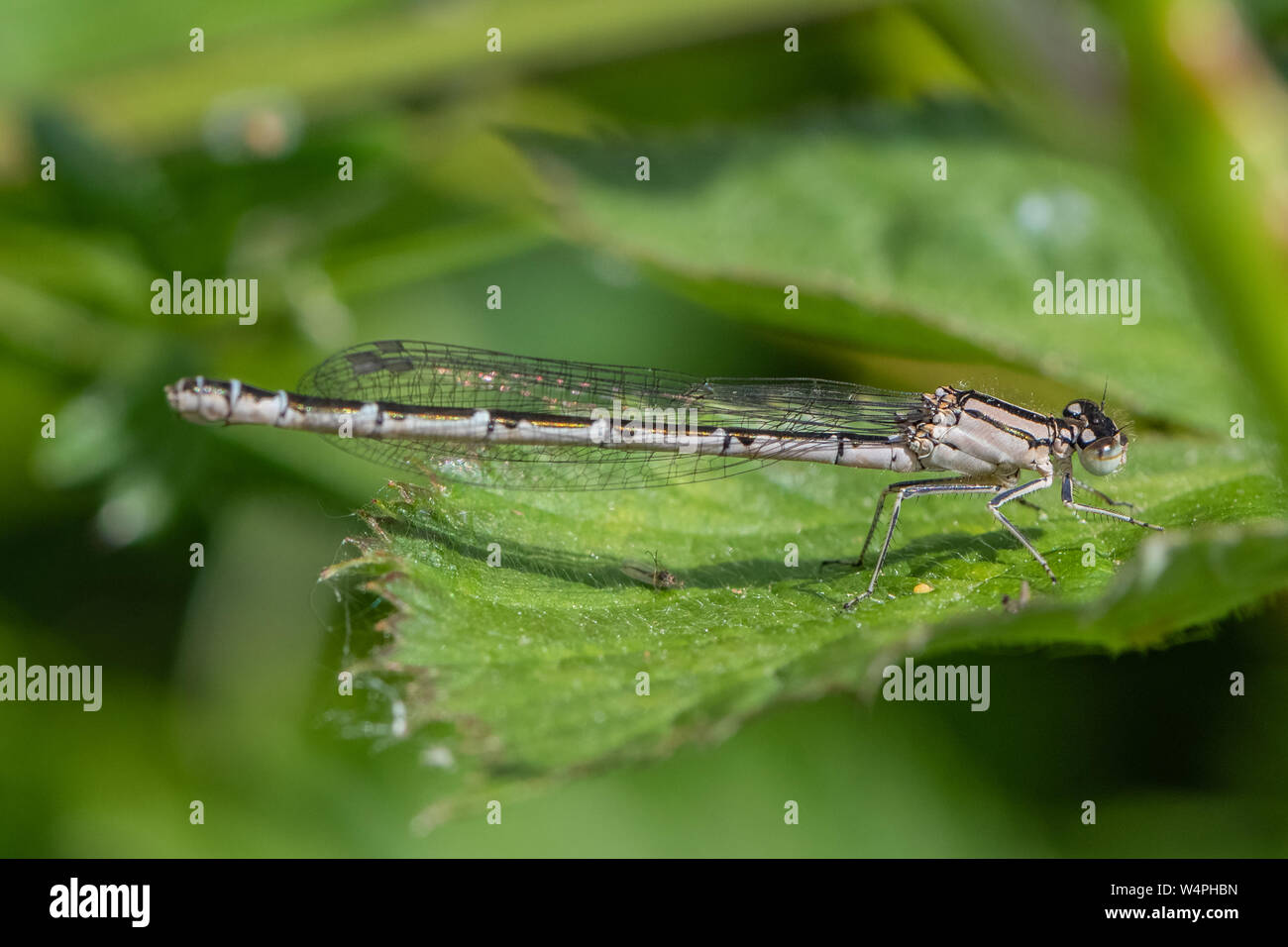 Female Common Blue Damselfly (Enallagma cyathigerum Stock Photo - Alamy