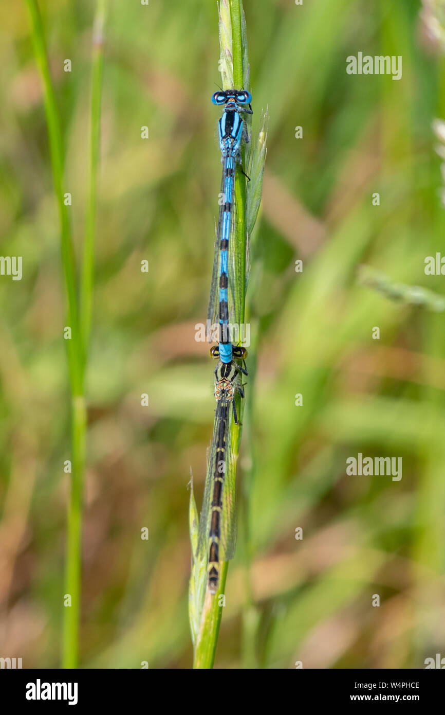 Common Blue Damselfly (Enallagma cyathigerum) in mating Stock Photo - Alamy