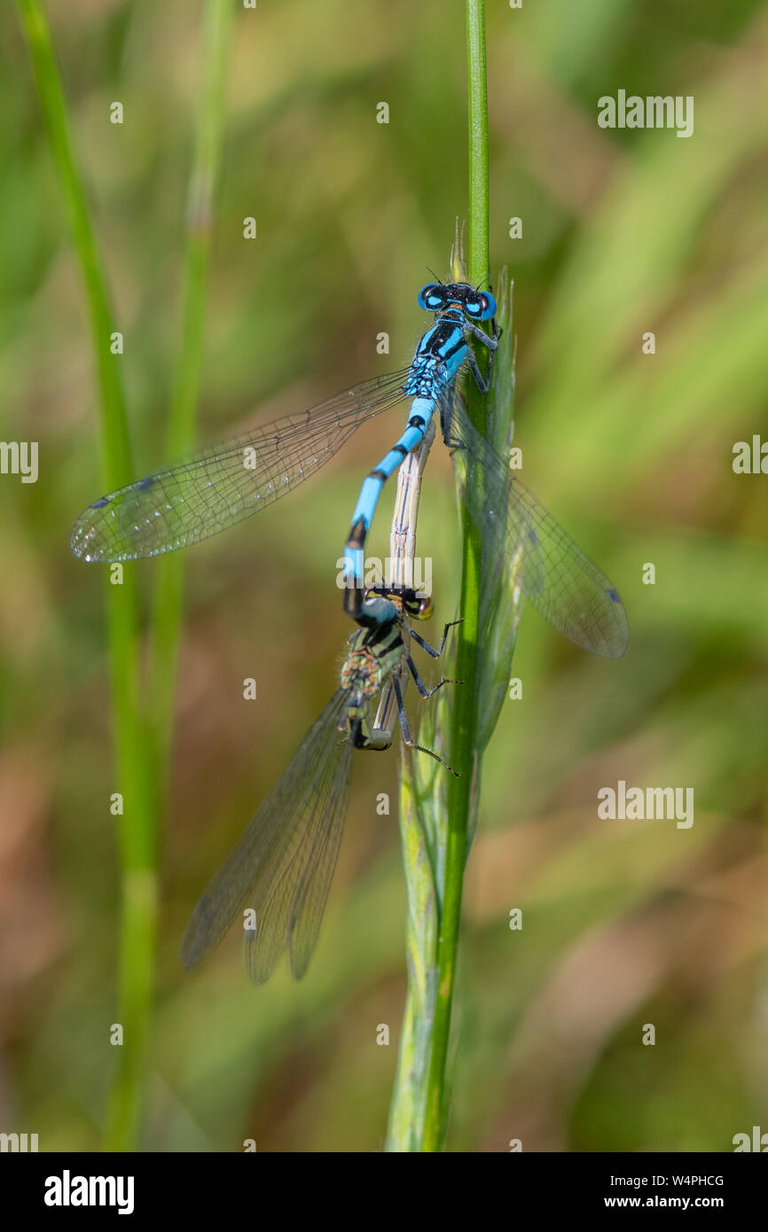 Common Blue Damselfly (Enallagma cyathigerum) in mating Stock Photo - Alamy