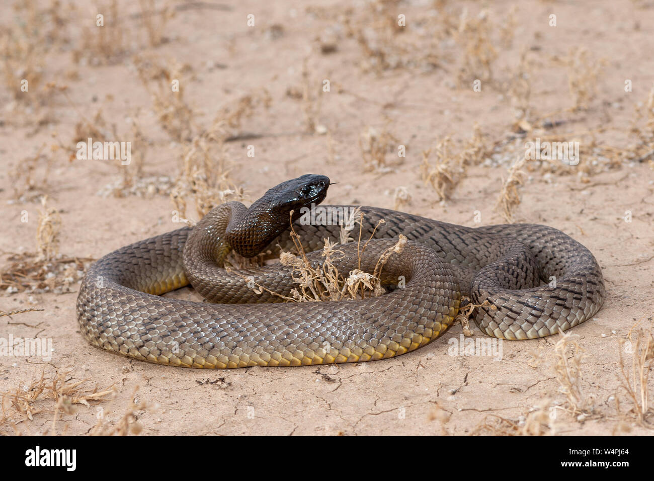 Inland Taipan in strike position Stock Photo - Alamy