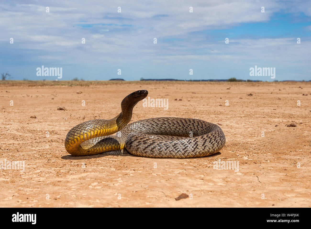 Inland taipan hi-res stock photography and images - Alamy