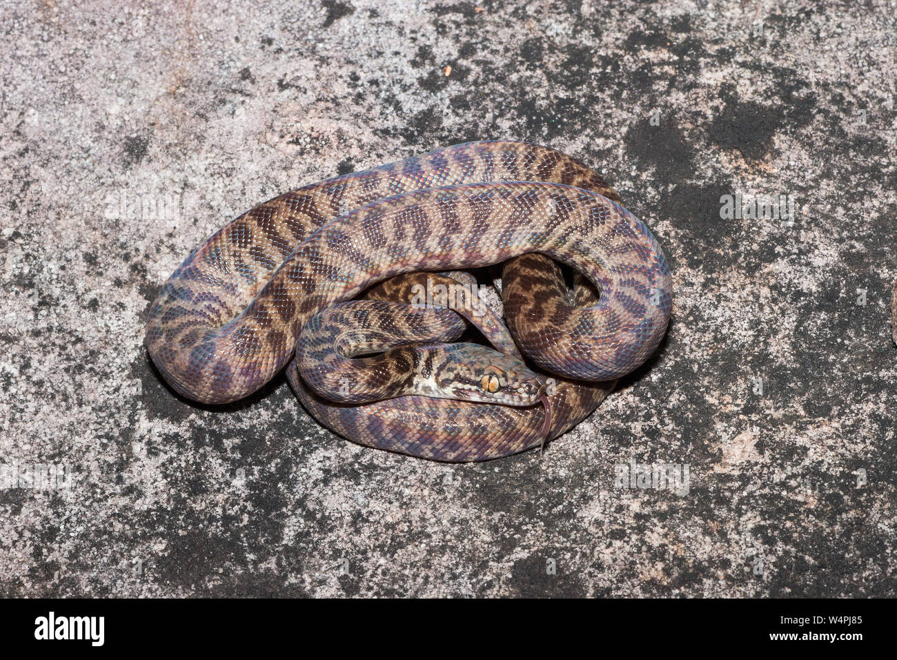 Childrens python hi-res stock photography and images - Alamy