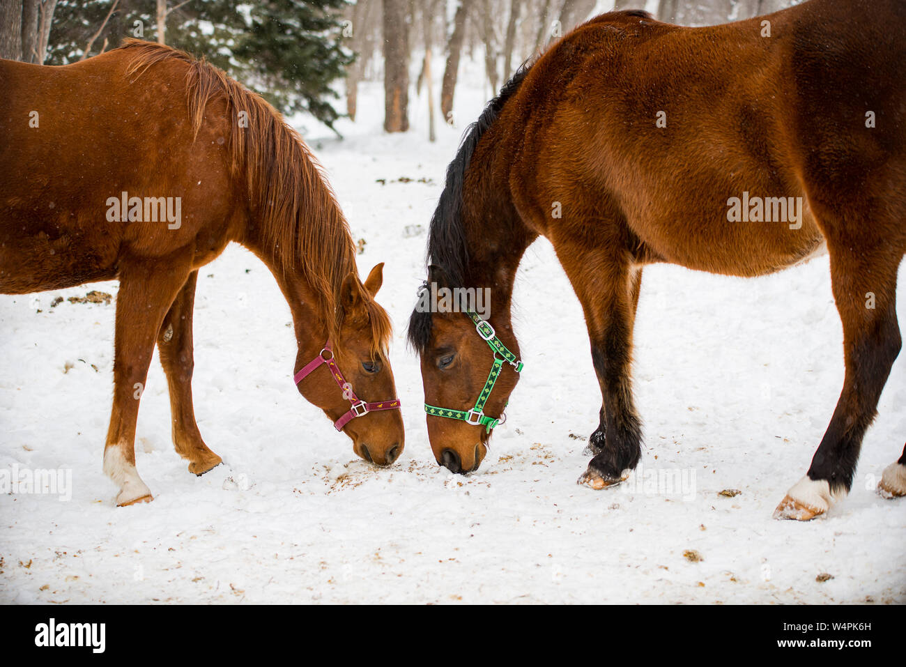 horses in the snow Stock Photo Alamy