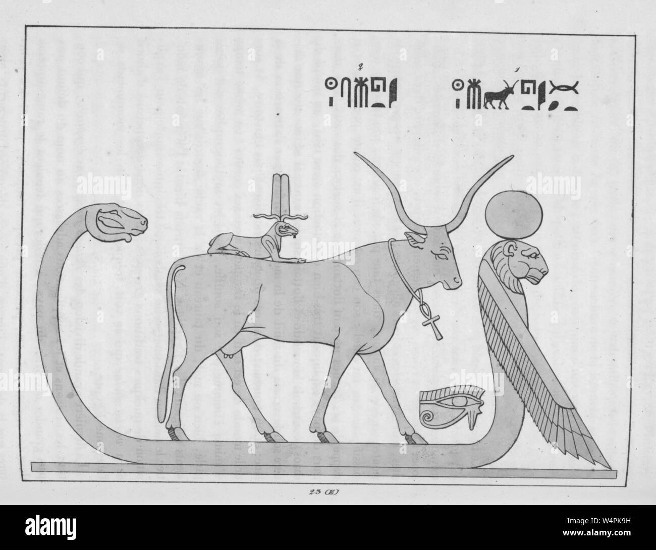 Bull ancient hi res stock photography and images Alamy Bull ancient hi res stock photography and images Alamy