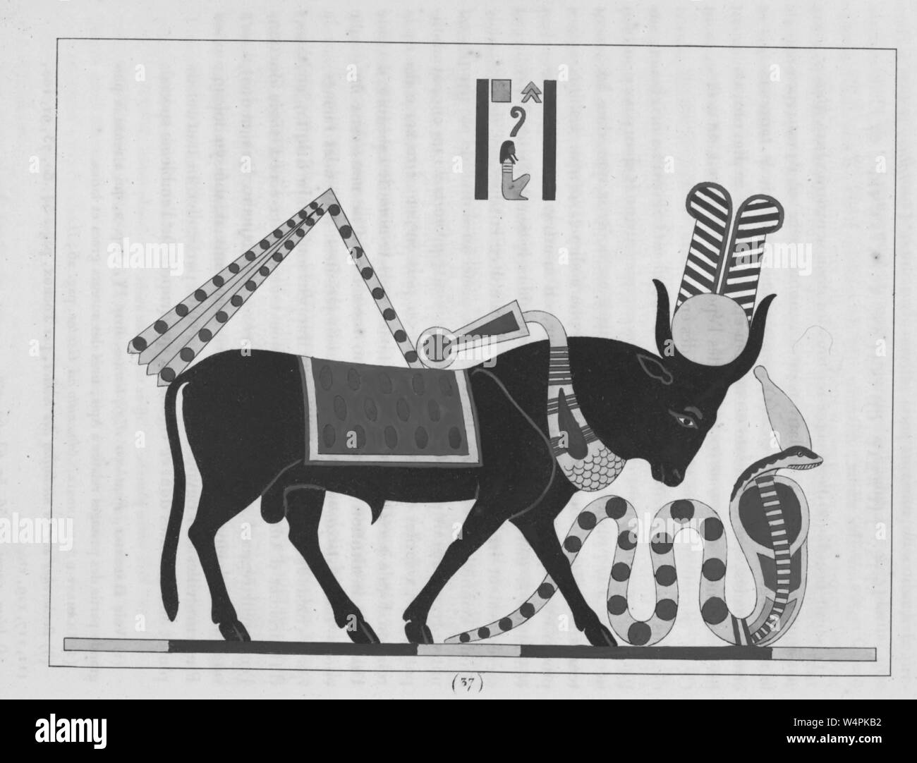 Ancient Egyptian deity Apis the sacred bull being sacrificed and Ancient Egyptian deity Apis the sacred bull being sacrificed and