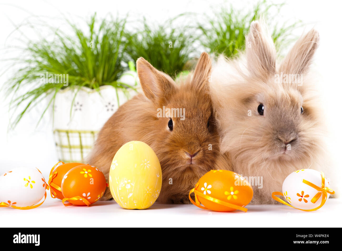 cute bunnies with easter eggs Stock Photo - Alamy