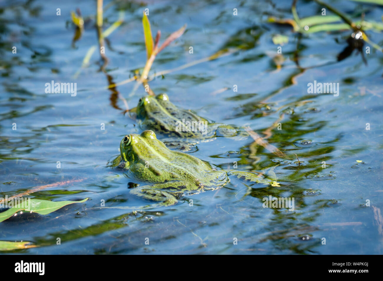Two green frogs swimming in the water of a little lake, between the water plants. The larger male is following the female during mating time. Seen fro Stock Photo - Alamy