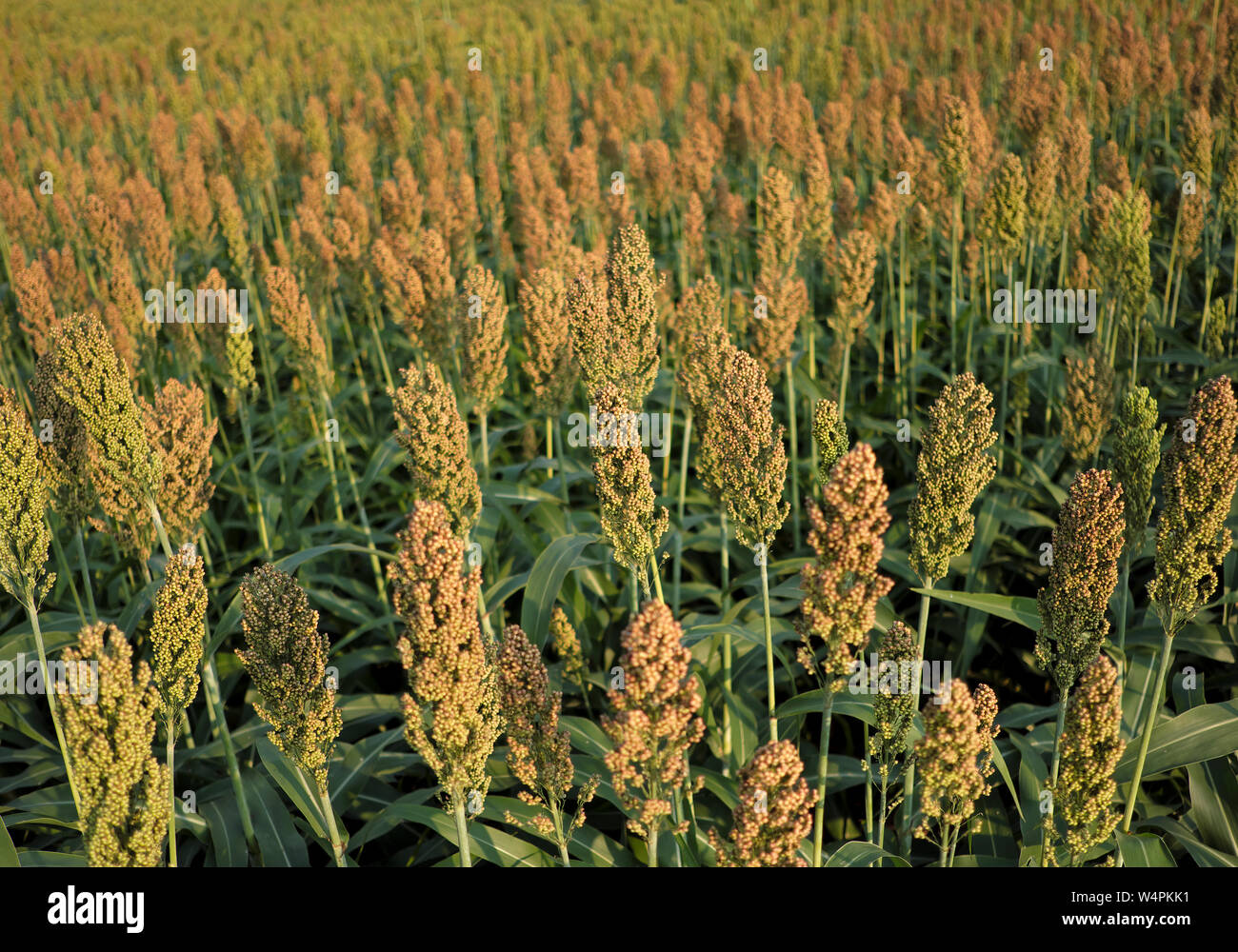 A field of grain (milo) is seen before the harvest in